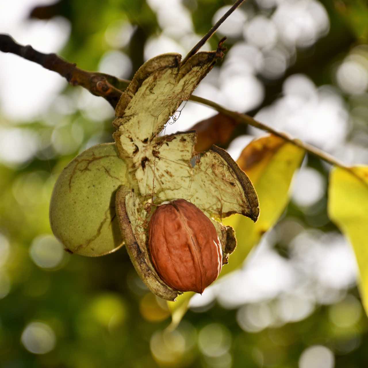 Le Tiroir du Périgord - Noix AOP Périgord - Direct producteur